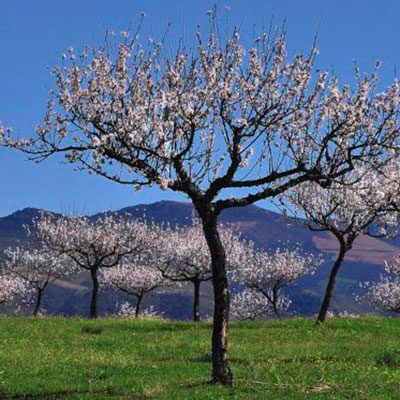 Amendoeiras em flor no Algarve
