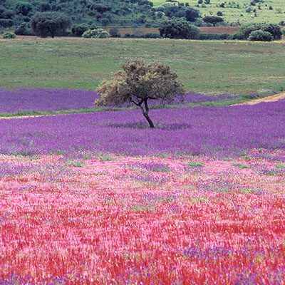 Alentejo na Primavera