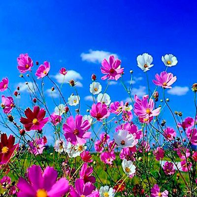 Primavera