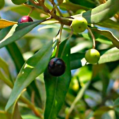 Ramo de oliveira